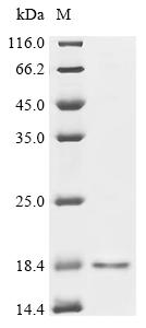 Recombinant Macaca fascicularis Hemoglobin subunit beta (HBB)