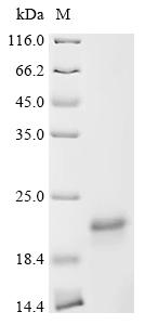 Recombinant Human Appetite-regulating hormone (GHRL)