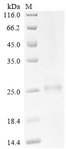 Recombinant Mouse Interferon alpha-2 (Ifna2)