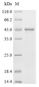 Recombinant Human Apoptosis regulator BAX (BAX)