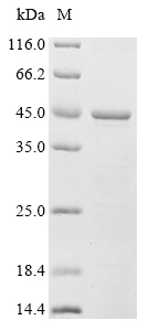 Recombinant Human Apoptosis regulator BAX (BAX)