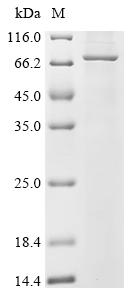 Recombinant Human Mannosyl-oligosaccharide 1,2-alpha-mannosidase IB (MAN1A2)