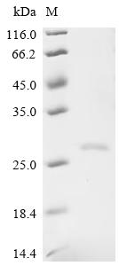 Recombinant Bos indicus x Bos taurus Kappa-casein, partial (R118C,T156I,I157T,A169D,S176R), partial