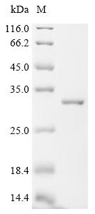 Recombinant Human Ferritin heavy chain (FTH1) (H106A)