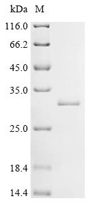 Recombinant Human Transcriptional enhancer factor TEF-1 (TEAD1), partial