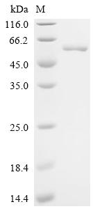 Recombinant Stenotrophomonas maltophilia Probable cytosol aminopeptidase (pepA)