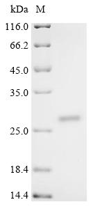 Recombinant Ophiophagus hannah Cathelicidin-related peptide Oh-Cath