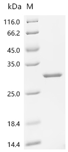 Recombinant Human Ciliary neurotrophic factor (CNTF)