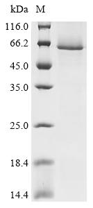 Recombinant Human TNF receptor-associated factor 2 (TRAF2)