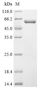 Recombinant Streptococcus pneumoniae Pneumolysin (ply)