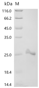 Recombinant Mouse Interleukin-36 gamma (Il36g), partial