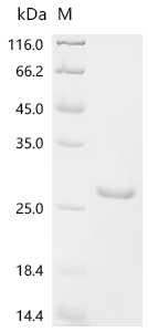Recombinant Mouse Interleukin-36 gamma (Il36g), partial