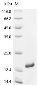 Recombinant Mouse Interleukin-36 gamma (Il36g)