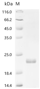 Recombinant Human Interleukin-6 (IL6)