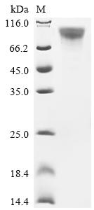 Recombinant Human Adhesion G protein-coupled receptor F5 (ADGRF5), partial