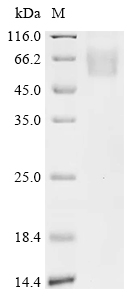 Recombinant Human Atrial natriuretic peptide-converting enzyme (CORIN), partial