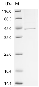 Recombinant Human Endogenous retrovirus group K member 6 Env polyprotein (ERVK-6), partial