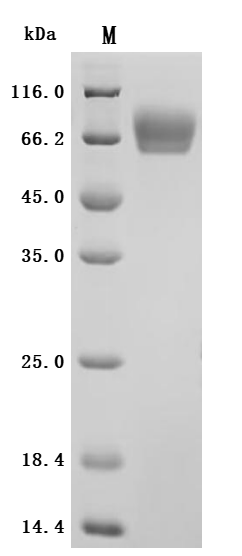 Recombinant Macaca fascicularis CD276 molecule(CD276), partial (Active)