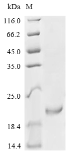 Recombinant Human Growth/differentiation factor 5 (GDF5)