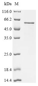 Recombinant Human Z-DNA-binding protein 1 (ZBP1)