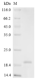Recombinant Chicken Platelet derived growth factor subunit B (PDGF-B), partial