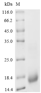 Recombinant Chicken Pro-epidermal growth factor (EGF), Partial