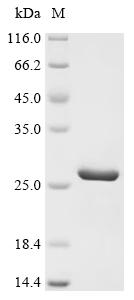 Recombinant Human Eukaryotic translation initiation factor 1A, X-chromosomal (EIF1AX)