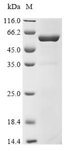 Recombinant Human Protein cereblon (CRBN), partial, Biotinylated