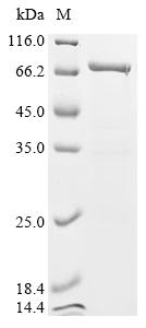 Recombinant Mouse OX-2 membrane glycoprotein (Cd200), partial, Biotinylated