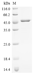 Recombinant Human Endogenous retrovirus group K member 6 Env polyprotein (ERVK-6), partial