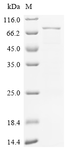 Recombinant Human Target of rapamycin complex 2 subunit MAPKAP1 (MAPKAP1)
