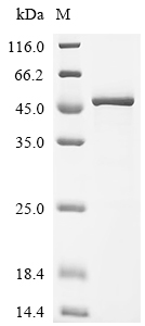 Recombinant Mouse Cyclin-dependent kinase 9 (Cdk9)