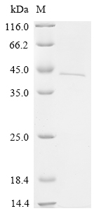 Recombinant Human Protein Wnt-3a (WNT3A)
