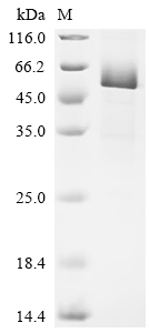 Recombinant Mouse Interleukin-1 receptor-like 2 (Il1rl2), partial
