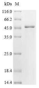 Recombinant Human Vascular endothelial growth factor A (VEGFA), partial