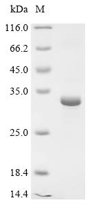 Recombinant Human Cathepsin G (CTSG)