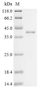 Recombinant Bovine Kit ligand (KITLG), partial