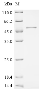 Recombinant Pseudomonas aeruginosa Outer membrane porin F (oprF)