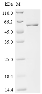 Recombinant Human Mitogen-activated protein kinase 3 (MAPK3), partial