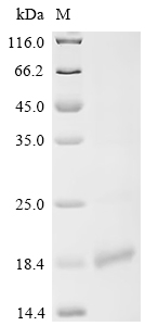 Recombinant Apis mellifera Allergen Api m 6.03 / Api m 6.04