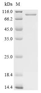 Recombinant Pseudomonas aeruginosa Outer membrane porin F (oprF), Biotinylated