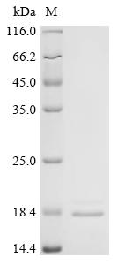Recombinant Macaca fascicularis Superoxide dismutase [Cu-Zn] (SOD1)