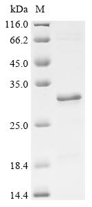 Recombinant Human Neuron navigator 2 (NAV2), partial