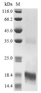 Recombinant Oldenlandia affinis Kalata-B1 (OAK1)