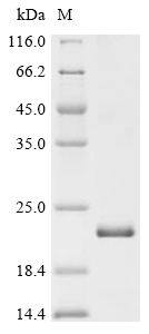 Recombinant Dog Brain-derived neurotrophic factor (BDNF)