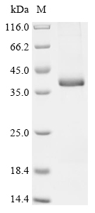 Recombinant Mouse Growth/differentiation factor 15 (Gdf15)