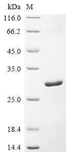 Recombinant Human Cell surface glycoprotein CD200 receptor 1 (CD200R1), partial