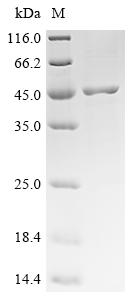 Recombinant Phlebia radiata Ligninase-3