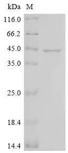 Recombinant Phanerodontia chrysosporium Ligninase H2 (GLG4)