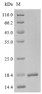 Recombinant Human Origin recognition complex subunit 1 (ORC1), partial